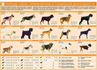 Комплект плакатов "Кинология" - «globural.ru» - Туймазы