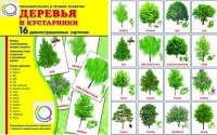 Демонстрационные карточки "Деревья и кустарники" - «globural.ru» - Туймазы