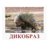Карточки Домана "Дикие животные-3" - «globural.ru» - Туймазы