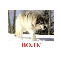 Карточки Домана "Дикие животные-1" - «globural.ru» - Туймазы