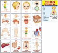 Раздаточные карточки "Тело человека" - «globural.ru» - Туймазы