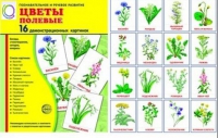 Демонстрационные карточки "Цветы полевые" - «globural.ru» - Туймазы