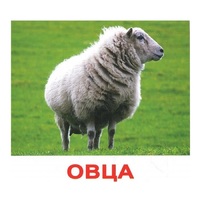 .Карточки Домана "Домашние животные" - «globural.ru» - Туймазы