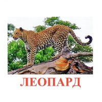 Карточки Домана "Дикие животные-2" - «globural.ru» - Туймазы