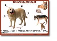 Ознакомление с окружающим миром. 1-4 класс. Комплект таблиц. Наглядные пособия для начальной школы, учебные пособия - «globural.ru» - Туймазы