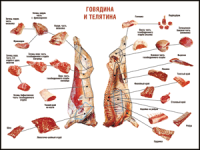Правила разделки мясных туш "Говядина и телятина" 1000*1400 винил - «globural.ru» - Туймазы