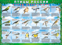 Таблица Птицы России из  4 листов в комплекте 1000*1400 винил	 - «globural.ru» - Туймазы