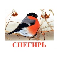 Карточки Домана "Птицы-1" - «globural.ru» - Туймазы