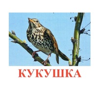 Карточки Домана "Птицы-3" - «globural.ru» - Туймазы