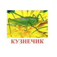 Карточки Домана "Насекомые" - «globural.ru» - Туймазы