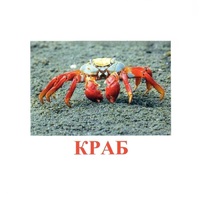 Карточки Домана "Подводный мир" - «globural.ru» - Туймазы