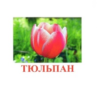 Карточки Домана "Цветы-1" - «globural.ru» - Туймазы