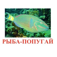 Карточки Домана "Рыбы" - «globural.ru» - Туймазы