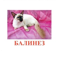 Карточки Домана "Породы кошек" - «globural.ru» - Туймазы