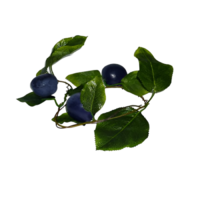 Ветка муляжей "Слива" - «globural.ru» - Туймазы