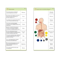 Комплект карточек (10) "Обучающий калейдоскоп. Человек" - «globural.ru» - Туймазы