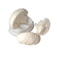 Модель мозга в разрезе - «globural.ru» - Туймазы