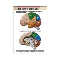 Рельефная таблица "Доли полушарий головного мозга" - «globural.ru» - Туймазы