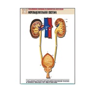 Рельефная таблица "Мочевыделительная система" (формат А1, матовое ламинир.) - «globural.ru» - Туймазы