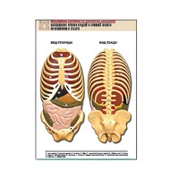 Рельефная таблица "Расположение органов грудной и брюшной полостей по отношению к скелету"(формат А1, лам.) - «globural.ru» - Туймазы