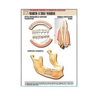 Рельефная таблица "Челюсти и зубы человека" (формат А1, матовое ламинир.) - «globural.ru» - Туймазы