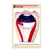 Рельефная таблица "Глаз. Строение" (формат А1, матовое ламинир.) - «globural.ru» - Туймазы