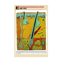 Рельефная таблица "Кожа. Разрез" (формат А1, матовое ламинир.) - «globural.ru» - Туймазы