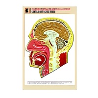 Рельефная таблица "Сагиттальный разрез головы" (формат А1, матовое ламинир.) - «globural.ru» - Туймазы