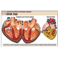 Рельефная таблица "Строение сердца" (формат А1, матовое ламинир.) - «globural.ru» - Туймазы