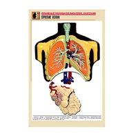 Рельефная таблица "Строение легких" (формат А1, матовое ламинир.) - «globural.ru» - Туймазы