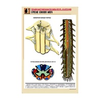 Рельефная таблица "Строение спинного мозга " (формат А1, матовое ламинир.) - «globural.ru» - Туймазы