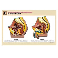 Рельефная таблица "Таз мужской и женский" (формат А1, матовое ламинир.) - «globural.ru» - Туймазы