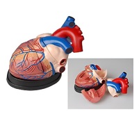 Модель сердца в разрезе (демонстрационная) - «globural.ru» - Туймазы
