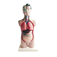 Торс человека разборный - «globural.ru» - Туймазы