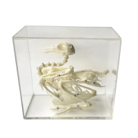 Комплект скелетов различных классов животных - «globural.ru» - Туймазы