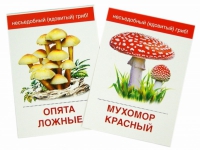 Раздаточные карточки "Грибы съедобные и не съедобные" - «globural.ru» - Туймазы