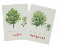 Раздаточные карточки "Деревья и кустарники" - «globural.ru» - Туймазы