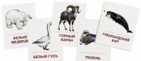 Раздаточные карточки "Животные холодных широт" - «globural.ru» - Туймазы