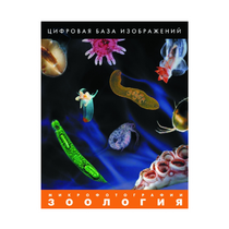 Зоология. Микрофотографии. (Цифровая база изображений) - «globural.ru» - Туймазы
