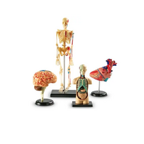 Дидактическое пособие по окружающему миру «Изучаем строение человека» (Анатомические модели) - «globural.ru» - Туймазы