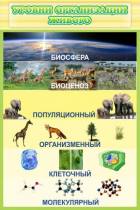 Стенд "Уровни организации живого" - «globural.ru» - Туймазы