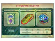 Электрифицированный стенд "Строение клетки" с маркерными полями - «globural.ru» - Туймазы