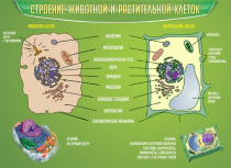 Стенд "Строение животной и растительной клеток" - «globural.ru» - Туймазы
