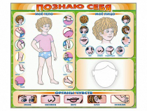 Стенд маркерный "Познаю себя" (тело, голова, органы чувств) - «globural.ru» - Туймазы