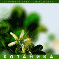 Ботаника. (Цифровая база изображений) - «globural.ru» - Туймазы