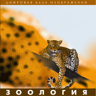 Зоология. (Цифровая база изображений) - «globural.ru» - Туймазы