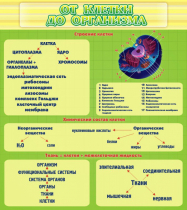 Стенд "От клетки до организма" - «globural.ru» - Туймазы