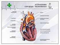 Стенд "Строение сердца человека" - «globural.ru» - Туймазы