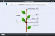 Интерактивные курсы. Биология 6 класс. Расширенный - «globural.ru» - Туймазы