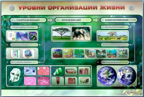 Электрифицированный стенд "Уровни организации жизни" - «globural.ru» - Туймазы